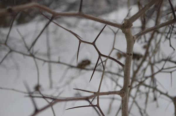 Kleine Takken Van Een Struik Winter — Stockfoto