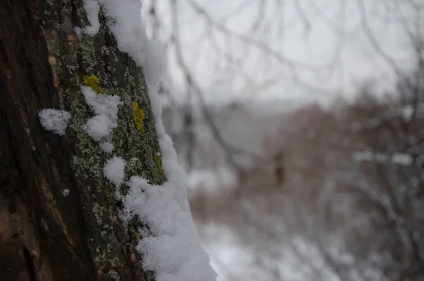 Nieve Musgo Árbol —  Fotos de Stock