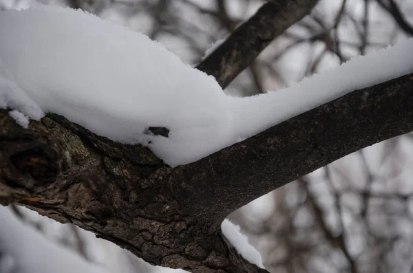 Neige Sur Les Branches Arbre — Photo