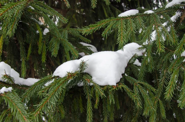 Ramas Cubiertas Nieve Abeto Parque —  Fotos de Stock