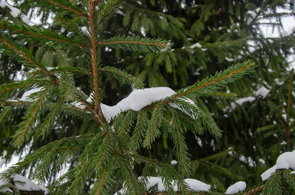 Met Sneeuw Bedekte Takken Van Sparren Het Park — Stockfoto