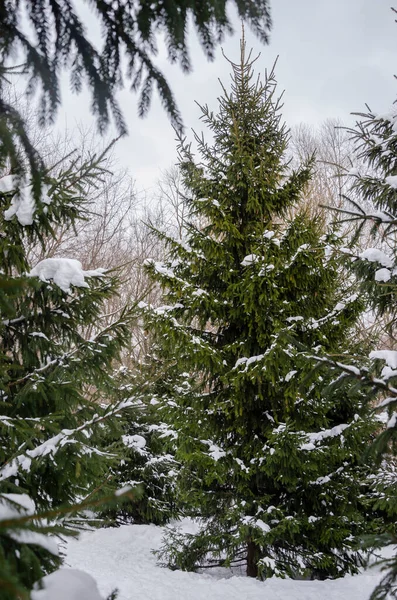 Sneeuw Bedekt Sparren Het Park — Stockfoto