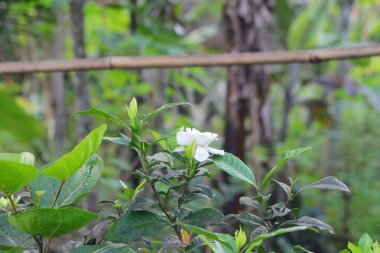 Çeşitli açılardan beyaz yasemin çiçeğinin fotoğrafı