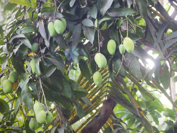 Ağaç gövdesinde asılı bir grup genç mango.