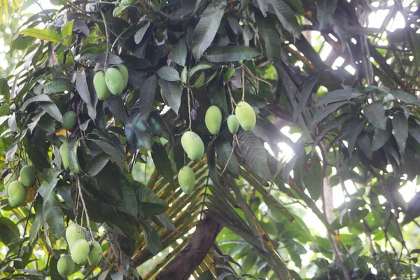 Ağaç gövdesinde asılı bir grup genç mango.