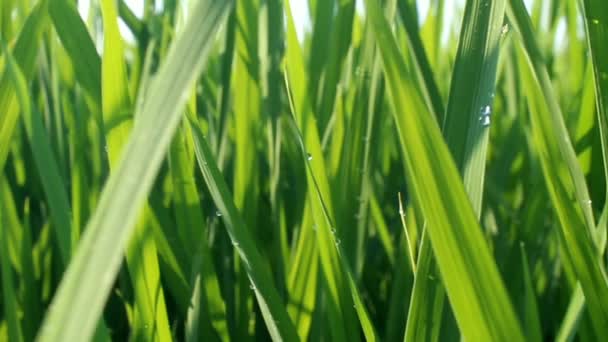 Die Atmosphäre Der Reispflanzen Morgen Video — Stockvideo