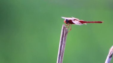 Bulanık yeşil arka planda bir dala tünemiş bir yusufçuk görüntüsü. Flora, Fauna ve böcekler hakkındaki video görüntüleri için uygun.