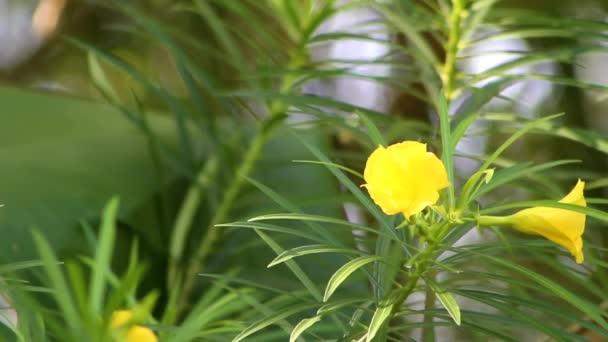 Images Fleurs Oleander Jaune Avec Fond Flou Convient Pour Des — Video