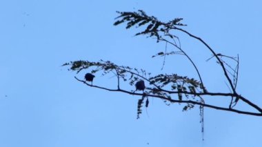 Passeridae kuşlarının video görüntüleri, aynı zamanda serçe olarak da bilinir, bir akasya ağacının dallarında oynarlar. Kuşları veya diğer vahşi yaşamı inceleyen video klipleri için elverişli