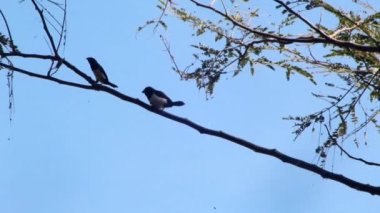 Passeridae kuşlarının video görüntüleri, aynı zamanda serçe olarak da bilinir, bir akasya ağacının dallarında oynarlar. Kuşları veya diğer vahşi yaşamı inceleyen video klipleri için elverişli