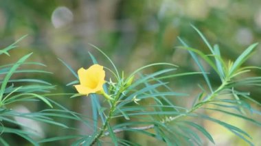 Sarı Oleander Çiçekleri 'nin bulanık arkaplanlı görüntüleri. Çevredeki tıbbi bitkilerin veya süs bitkilerinin video görüntüleri için uygundur.