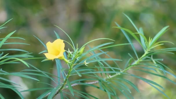 Sarı Oleander Çiçekleri Nin Bulanık Arkaplanlı Görüntüleri Çevredeki Tıbbi Bitkilerin — Stok video