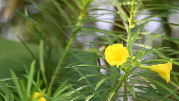 Sarı Oleander Çiçekleri Nin Bulanık Arkaplanlı Görüntüleri Çevredeki Tıbbi Bitkilerin — Stok video