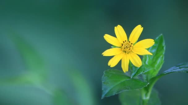 Videofelvétel Napraforgókról Sárga Fűről Tavaszi Virágokról Réten Homályos Háttérrel Alkalmas — Stock videók