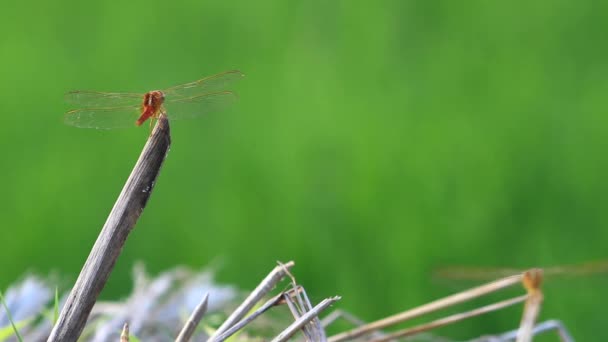 Video Aktivitě Hmyzu Vážky Sedící Slámě Zeleným Prostorem Rýžových Polí — Stock video