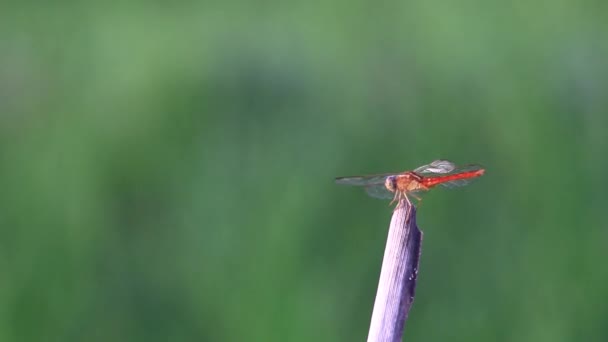 Video Dragonfly Insect Activity Perched Straw Green Expanse Rice Fields — Stock Video