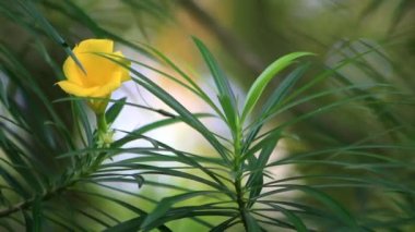 Sarı Oleander Çiçekleri 'nin bulanık arkaplanlı görüntüleri. Çevredeki tıbbi bitkilerin veya süs bitkilerinin video görüntüleri için uygundur.