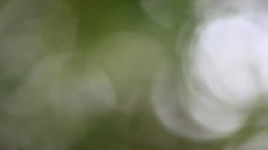 Yeşil bulanık arkaplan videosu