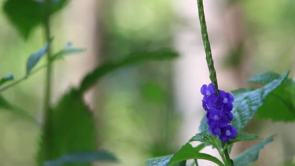 Jasnoniebieski Dziki Kwiat Roślin Rozmytym Tle Nadaje Się Recenzji Wideo — Wideo stockowe