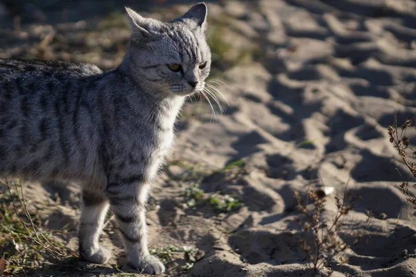gray striped cat on the sand