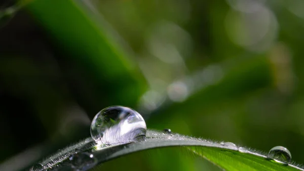 Grande Gota Chuva Grama — Fotografia de Stock