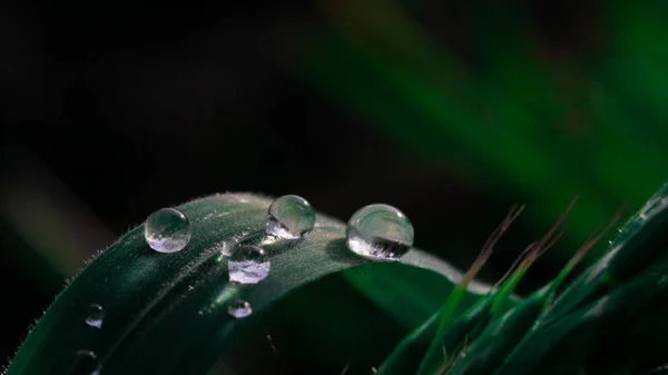 Краплі Дощу Листі Зеленої Трави — стокове фото