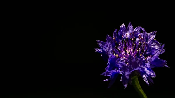 Lila Blomma Närbild Svart Bakgrund — Stockfoto