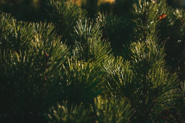 Pine Ljusa Gröna Grenar Solljus — Stockfoto