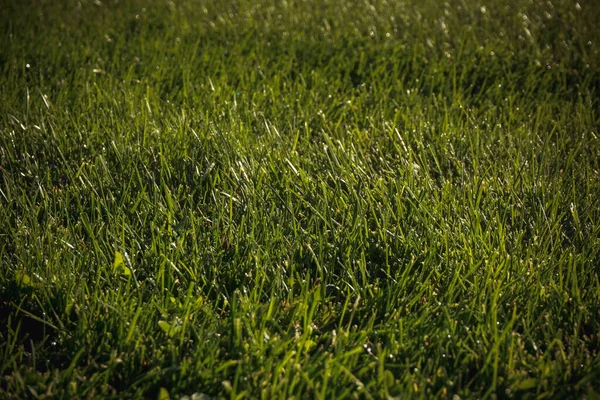 Grönt Gräs Ängen Solljus — Stockfoto