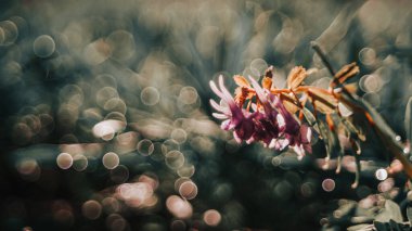 Bulanık arkaplanda bir çiçeğin soyut görüntüsü