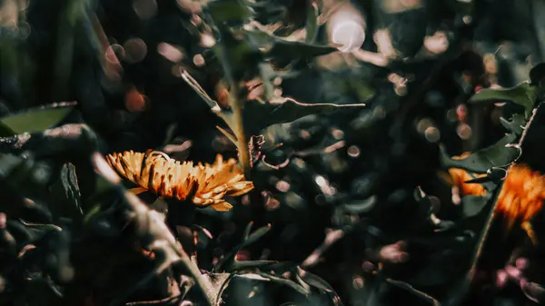 Жовті Квіти Кульбаби Вранці — стокове фото