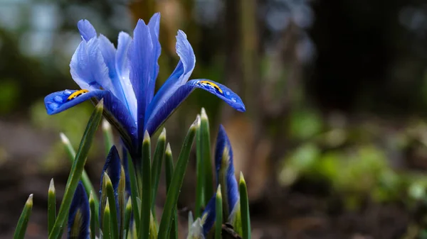 Flor Hermosa Azul Brillante Jardín —  Fotos de Stock