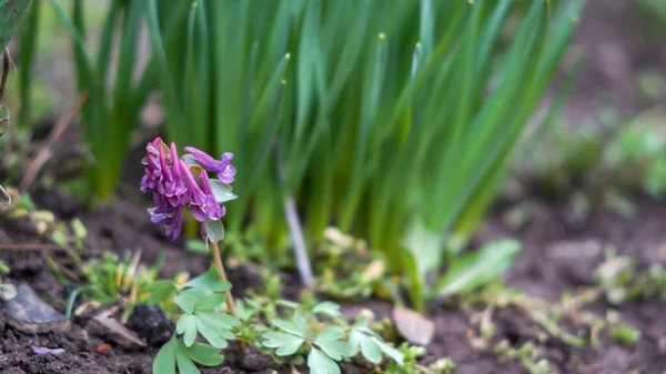 Pequeña Flor Púrpura Jardín —  Fotos de Stock