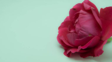 Kırmızı gül tomurcuğu beyaz arkaplanı kapat