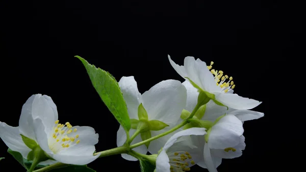 Delicati Fiori Gelsomino Bianco Sfondo Nero — Foto Stock