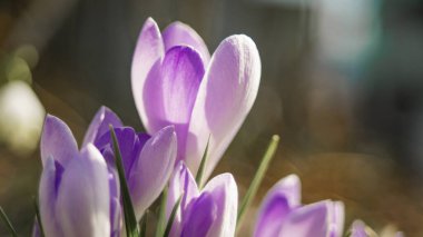 mor bahar çiçekleri güneşte timsahlar