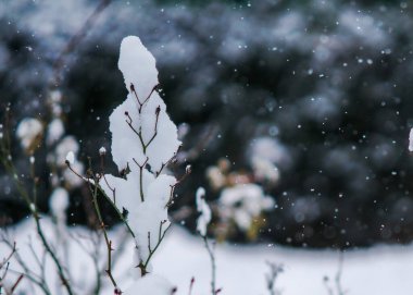 Uçan kar, ağaçta kar