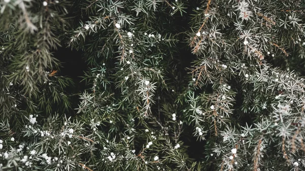 Сніг Зелених Гілках Ялівцю — стокове фото