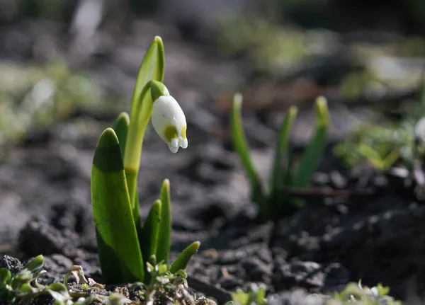 Gotas Neve Brancas Primavera Primeiras Flores Primavera — Fotografia de Stock