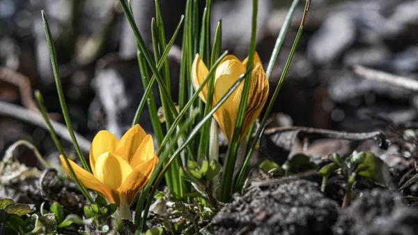 Azafrán Amarillo Jardín Primavera —  Fotos de Stock