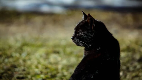 close-up black cat looks into the distance