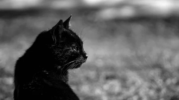 Black White Photo Black Cat — Stock Photo, Image