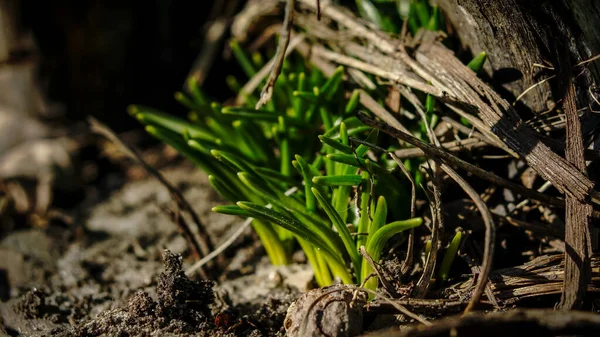 Nueva Vida Llegada Primavera Brotes Flores Verdes —  Fotos de Stock