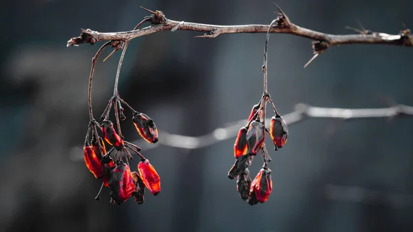 Läs Barberry Berries Hanging Bush — Stockfoto