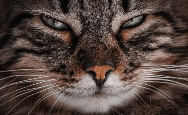 猫の顔猫の目 — ストック写真