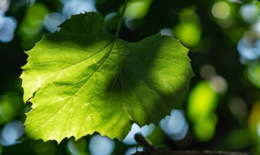 güneş ışığı ile yaprak yeşil arka plan.