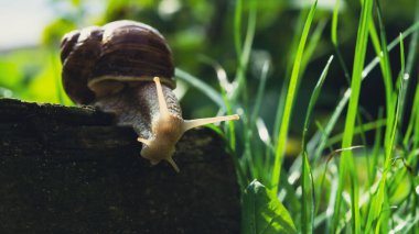 yeşil yaprakları üzerinde sürünerek salyangoz