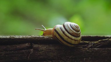 Yeşil yapraklı küçük salyangoz.