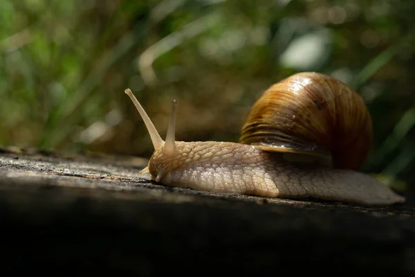 Escargot Rampant Sur Sol — Photo