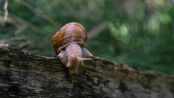 Close View Snail — Stock Photo, Image